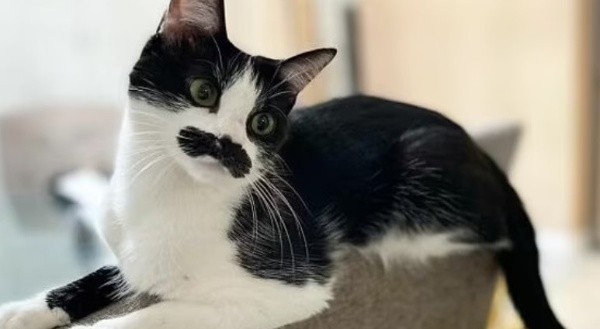 ¡La gata! Foto: @izanami.and.mostaccio