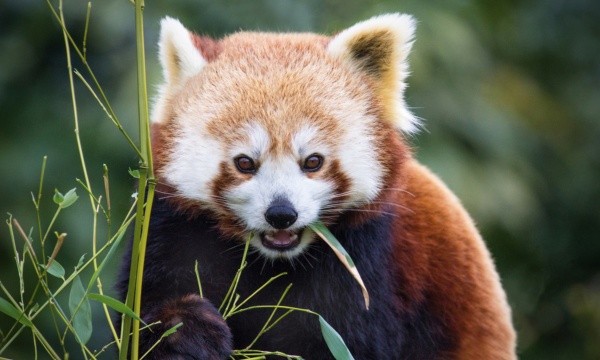 Panda Rojo. Fuente: Getty.