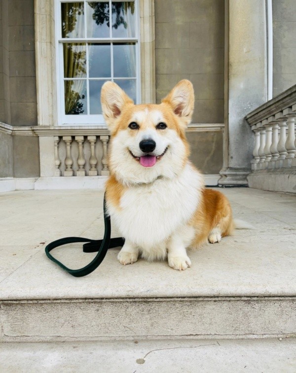 Newton, el perro de Kate Sharma. Foto: (Netflix)