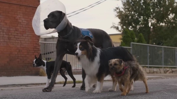 Strays, la próxima película de Will Ferrell (Universal Pictures).